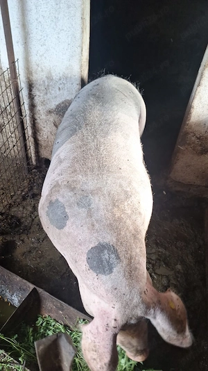 porc de carne  greutatea 420kg , 4300ron