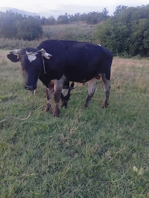 Vând Taur rasă Holstein în vârstă de 2 ani, pentru montă  - imagine 4