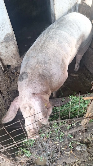 porc de carne  greutatea 420kg , 4300ron - imagine 2