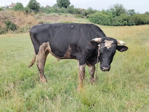Vând Taur rasă Holstein în vârstă de 2 ani, pentru montă  - imagine 3