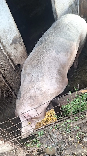 porc de carne  greutatea 420kg , 4300ron - imagine 4