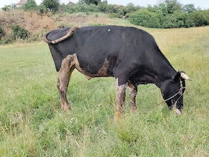 Vând Taur rasă Holstein în vârstă de 2 ani, pentru montă  - imagine 2