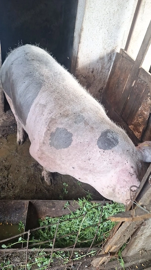 porc de carne  greutatea 420kg , 4300ron - imagine 3