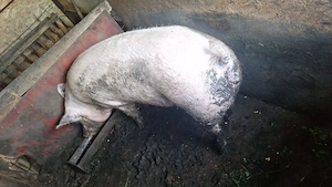 Porc de carne   170kg  , preț2500 ron  - imagine 2