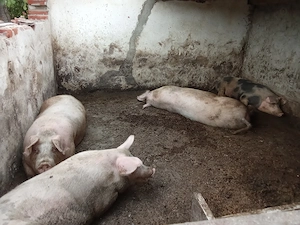 Vând porci de tăiat preț 14 lei kg viu 