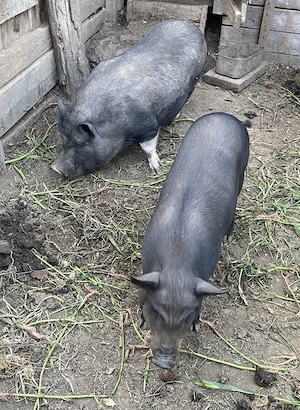 Vietnameză și Vietnameză+Mangalița