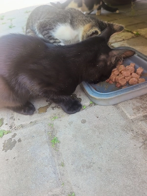 Motănel, pui de 4-5 luni spre adopție  - imagine 2