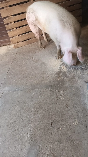 Vand porc 