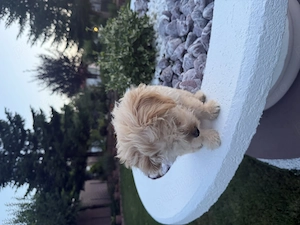 Maltipoo drăgălașă cu 4 vaccinuri și microcip - imagine 3