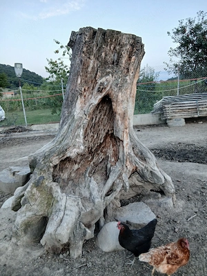 butura tulpina radacina de nuc
