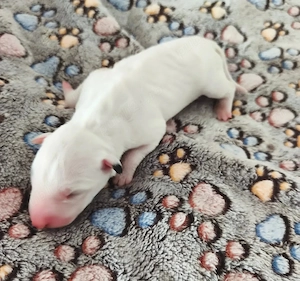pui Bull terrier standard cu pedigree  - imagine 4