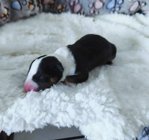 pui Bull terrier standard cu pedigree  - imagine 3