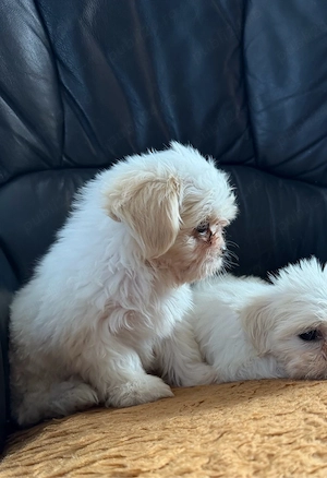 catei shih tzu  - imagine 2