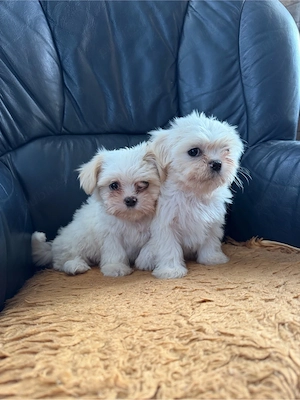 catei shih tzu  - imagine 4