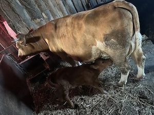 Vând vaca cu vițel angus de 4 zile 