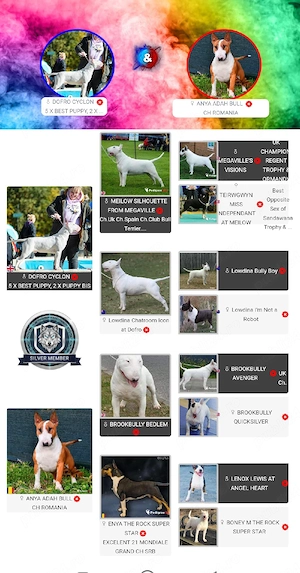 pui Bull terrier standard cu pedigree  - imagine 5