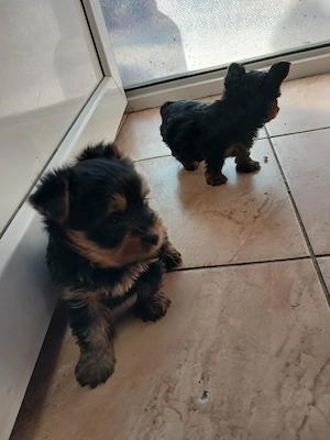 Vand catei yorkshire terrier - imagine 2