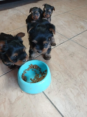 Vand catei yorkshire terrier - imagine 3