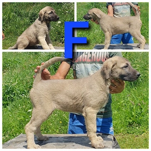 Ciobănesc Kangal - imagine 3