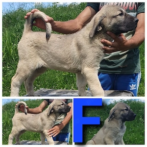 Ciobănesc Kangal - imagine 2