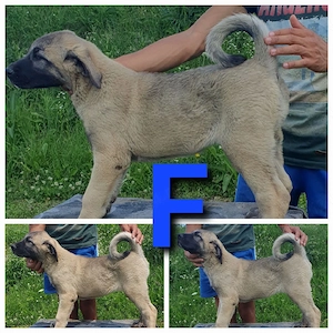 Ciobănesc Kangal