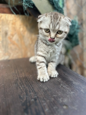 Pui pisica Scottish fold - imagine 3