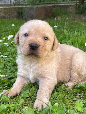 Labradori retriever - imagine 4