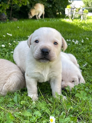 Labradori retriever - imagine 3