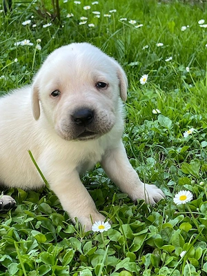 Labradori retriever - imagine 5