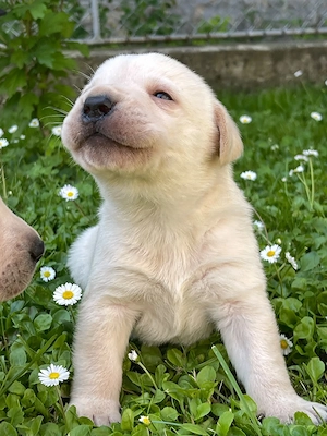 Labradori retriever