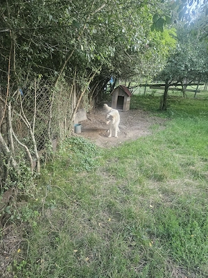Vând câine ciobănesc de doi ani  - imagine 2