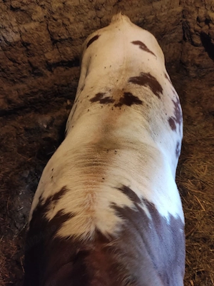 Vând doi viței, aprox. 400-500 kg