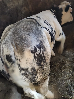 Vând doi viței, aprox. 400-500 kg - imagine 3