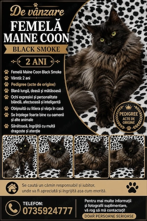 Femela Black Smoke Maincoon 