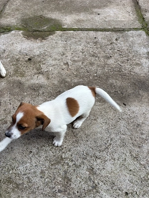Cățelușă Jack Russell - imagine 4