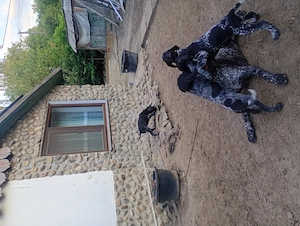 Drachthaar  vanatori - imagine 4