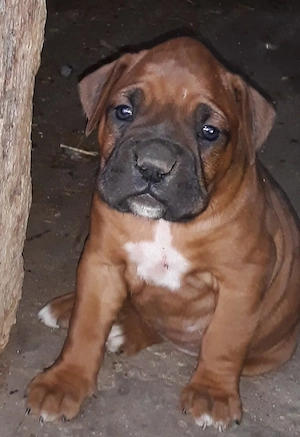 Vând căței boxer german