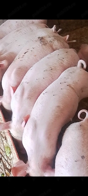 Disponibil rasa landras cu petran