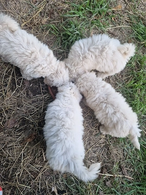 Bichon maltez deparazitați și vaccinați 