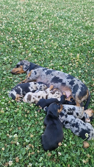  Căței Teckel (Dachshund) cu blană merle și negru-foc își caută familii iubitoare!   