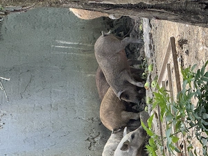 Vând 2 scroafe de mangaliță x duroc și 6 suldei de 35-40 de kg  - imagine 5