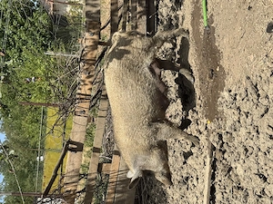 Vând 2 scroafe de mangaliță x duroc și 6 suldei de 35-40 de kg  - imagine 2