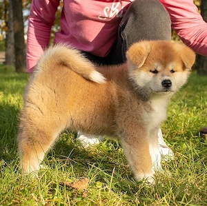 Akita Inu Japonez de calitate - furnizor autorizat 