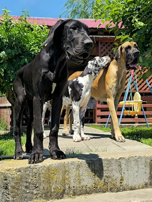 Dog German Femelă  - imagine 2