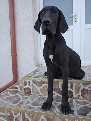 Dog German Femelă 