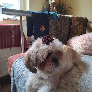 vand metiz shih-tzu - imagine 2