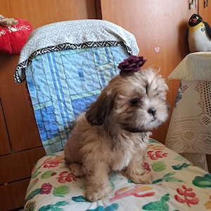 vand metiz shih-tzu - imagine 4