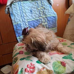 vand metiz shih-tzu - imagine 3