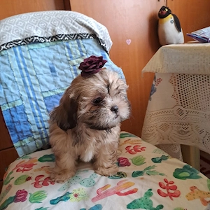 vand metiz shih-tzu