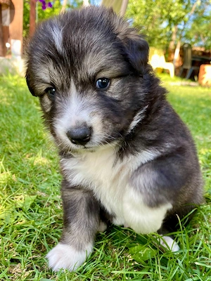 3 căței și o cățelușa adorabili metis de ciobănesc 